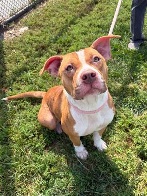 Luna, Pit Bull Terrier, young, available for adoption