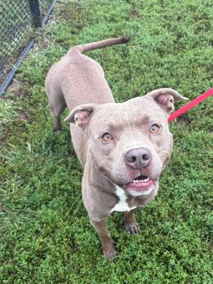 A brown dog with a white chest and a red leash, standing on grass and looking up at the camera.