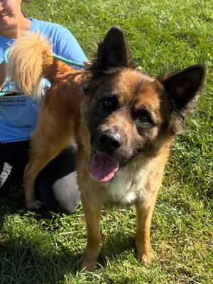 Rocky, German Shepherd Dog, adult, available for adoption