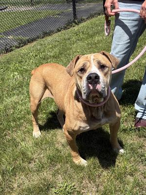 Moose, Boxer / Boerboel, senior, available for adoption