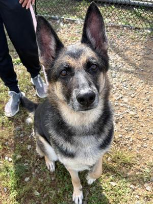 Cleo, German Shepherd Dog, senior, available for adoption