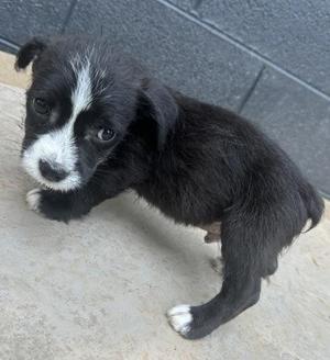 Doodlebug, Parson Russell Terrier / Mixed Breed, puppy, available for adoption