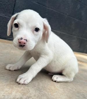 Grasshopper, Parson Russell Terrier / Mixed Breed, puppy, available for adoption