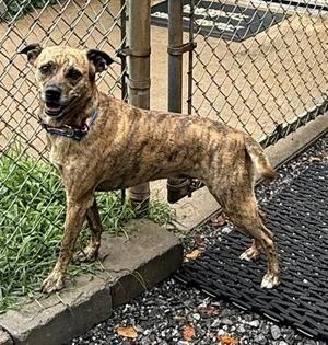 Brindy, Mixed Breed, young, available for adoption