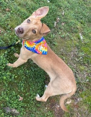 A light brown dog wearing a colorful tie-dye bandana, standing on grass.