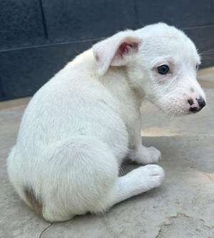 Dragonfly, Parson Russell Terrier / Mixed Breed, puppy, available for adoption