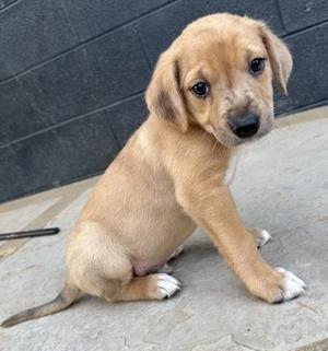 Versace, Beagle / Australian Shepherd, puppy, available for adoption
