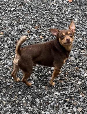 Kilo, Chihuahua / Mixed Breed, young, available for adoption