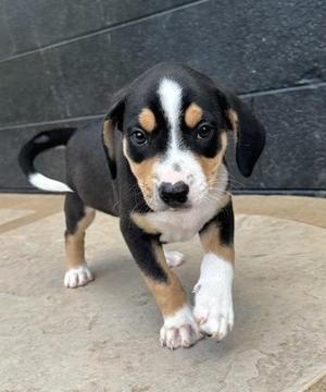 Giorgio, Beagle / Australian Shepherd, puppy, available for adoption