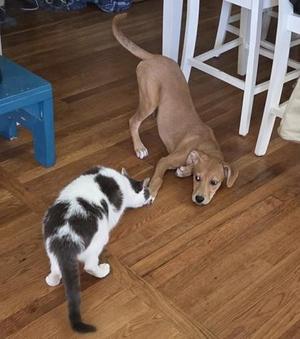 Diva, Beagle / Coonhound, puppy, available for adoption