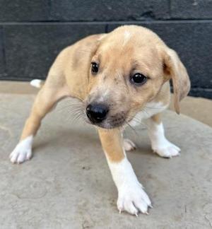 A small, light brown puppy with white paws and a black nose, standing on a concrete surface.