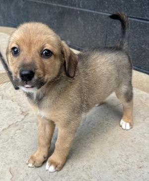 a small brown puppy standing on a concrete surface
