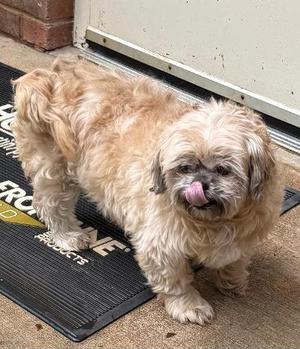 Rascal, Shih Tzu, adult, available for adoption