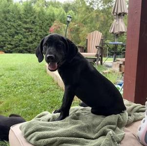 Eclipse, German Shorthaired Pointer / Mixed Breed, puppy, available for adoption