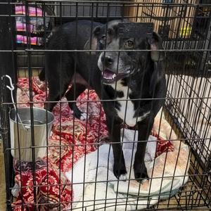 Alaska aka Subie Lou (Spayed) (Photos August 29th 2025), Labrador Retriever, adult, available for adoption
