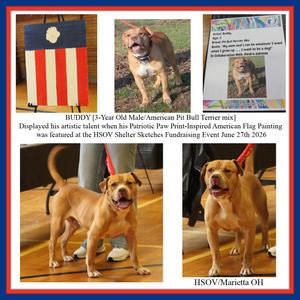 Buddy (Photos June 27th 2026 and March 6th 2026), Pit Bull Terrier / American Bulldog, adult, available for adoption