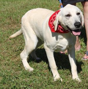 BiBi (Neutered) (Photos October 1st 2026), Yellow Labrador Retriever, puppy, available for adoption