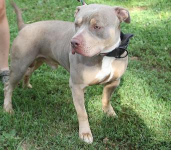 A light-colored pit bull dog standing on grass, wearing a black collar.