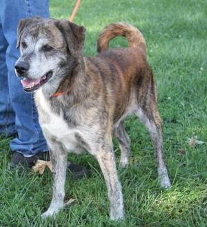 A brindle dog with a white chest and paws standing on grass, looking to the side.