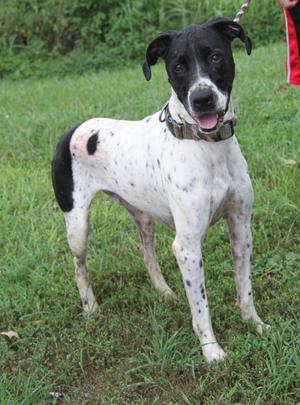 Barney (Photos July 10th 2026), Labrador Retriever, adult, available for adoption