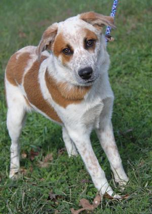 Carlos (Photos September 27th 2026), Cattle Dog / Australian Cattle Dog / Blue Heeler, young, available for adoption