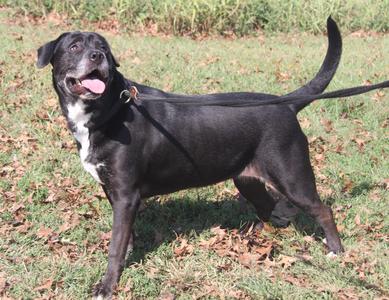 Alaska aka Subie Lou (Spayed) (Photos September 28th 2025), Black Labrador Retriever, adult, available for adoption