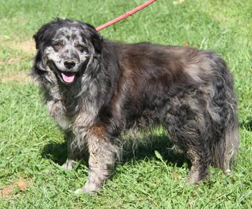 Burr, Australian Shepherd, adult, available for adoption