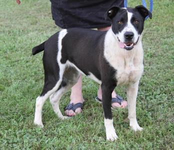 A black and white dog standing on grass, with a person's legs visible in the background.