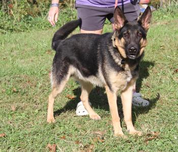 German Shepherd dog standing on grass