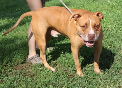 Bahama Mama (Photos August 2nd 2026), American Staffordshire Terrier, adult, available for adoption