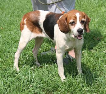 Chrissy (Spayed) (Photos August 8th 2026), Hound / Beagle, adult, available for adoption