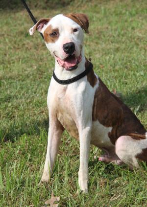 Apollo 2.0 (Photos September 9th 2026), Mixed Breed / Hound, adult, available for adoption