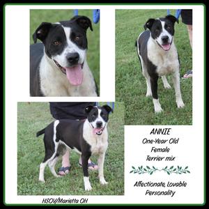 A collage of three photos of a black and white dog named Annie, a one-year-old female Terrier mix. The text describes her as affectionate and lovable.