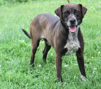 Banana Split (Photos May 26 2026), Chocolate Labrador Retriever, adult, available for adoption