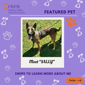 A medium-sized, short-haired dog with a black muzzle and floppy ears stands on grass, panting with its tongue out. It is wearing a harness and is leashed. The background is purple with white paw print and bone graphics, and the text "FEATURED PET" and "Meet \"SALLY\"" are visible.