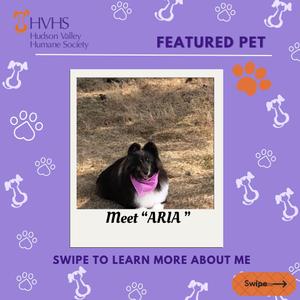 Featured pet, Meet Aria, a dog wearing a pink bandana, from Hudson Valley Humane Society.