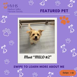 A small dog with a fluffy coat and perked-up ears is looking up at the camera. The dog is standing on a wooden floor with a metal gate in the background. The text below the image reads "Meet 'MILO #2'".