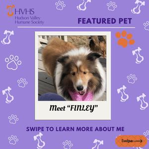 Featured pet Finley, a sheltie dog with a pink polka dot bandana.