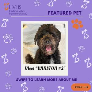A fluffy black dog with a happy expression, labeled 'Meet WINSTON #2'