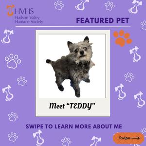 A small, fluffy grey and white dog named Teddy is featured by the Hudson Valley Humane Society with the text "Meet TEDDY".