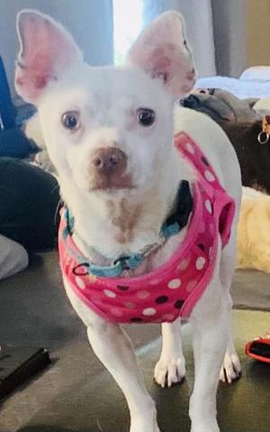 BOBBY, Chihuahua, adult, available for adoption