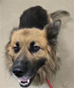 MARCO, German Shepherd Dog, young, available for adoption