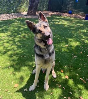 DEREK, German Shepherd Dog, adult, available for adoption