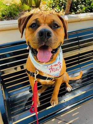CHYLA, Bullmastiff / Boxer, adult, available for adoption