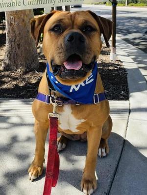 CHYLA, Bullmastiff / Boxer, adult, available for adoption