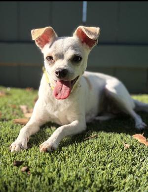 LUPITA, Chihuahua, young, available for adoption