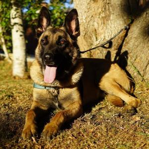 LUKE, Belgian Shepherd Malinois, adult, available for adoption