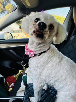 CRISSY, Poodle (Miniature), adult, available for adoption