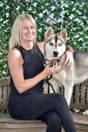 DASH, Siberian Husky, adult, available for adoption