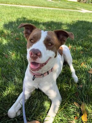 HONEY, Pit Bull Terrier, adult, available for adoption